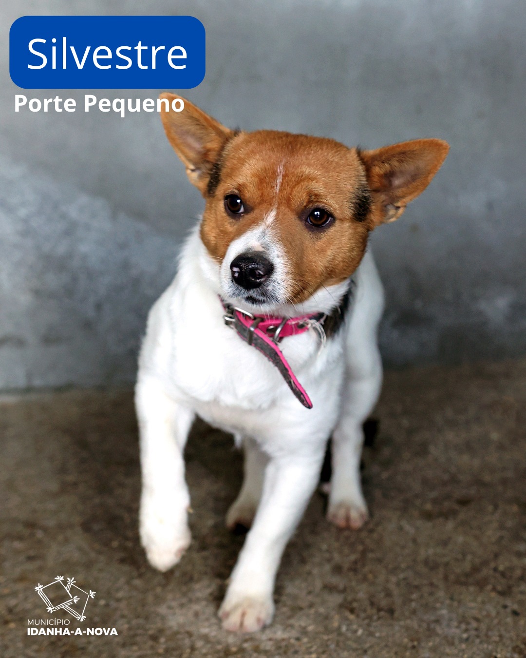 Há Um Patudo À Espera De Ser O Seu Melhor Amigo!